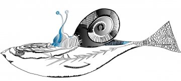 Cochlea Piscis Color